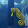 Seahorse 001