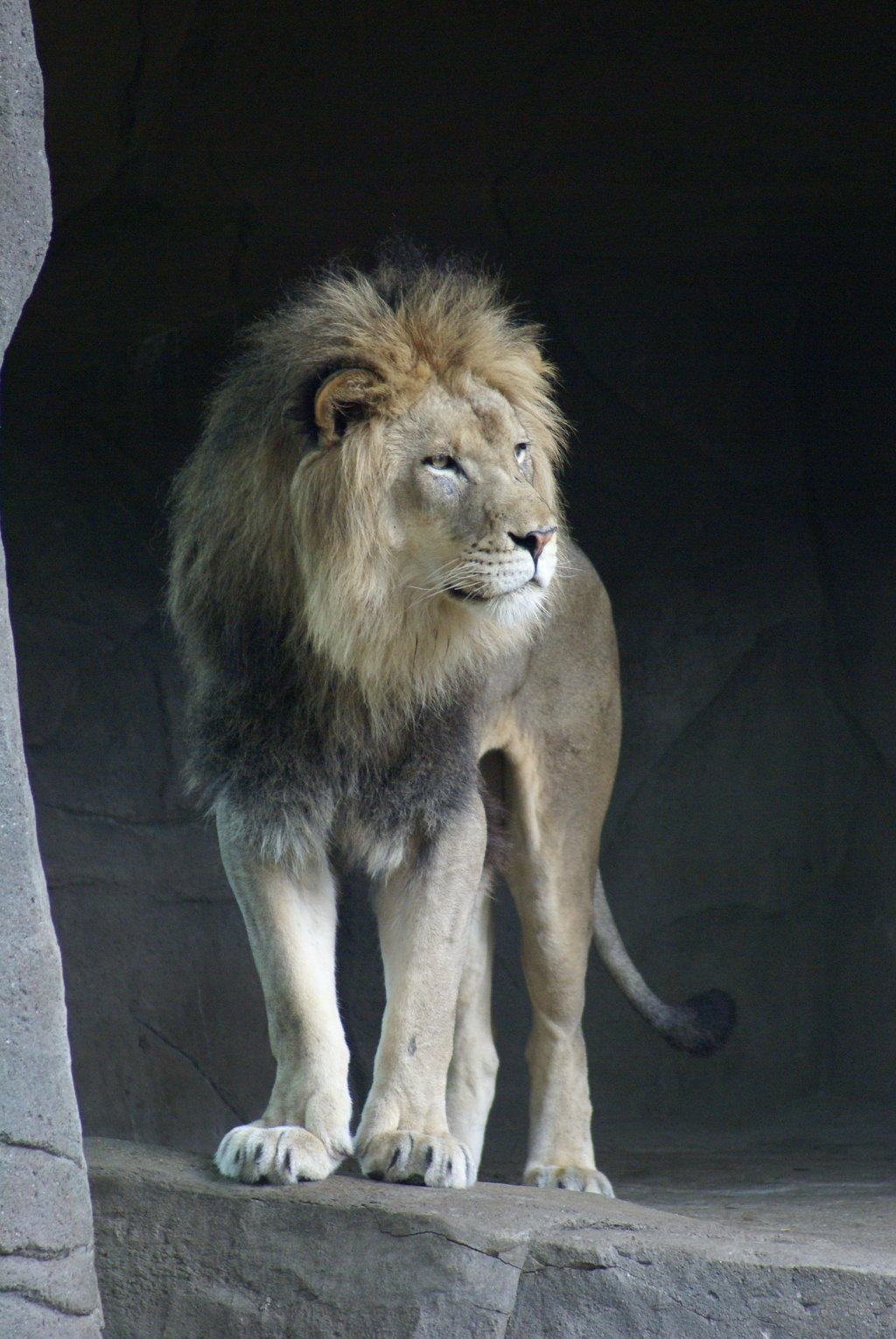 Lion 010