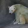 Polar Bear 006
