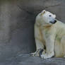 Polar Bear 008