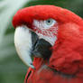 Macaw 005