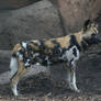 African Wild Dog 006