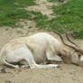 Addax 003