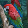 Macaw 008