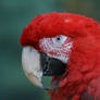 Macaw 009