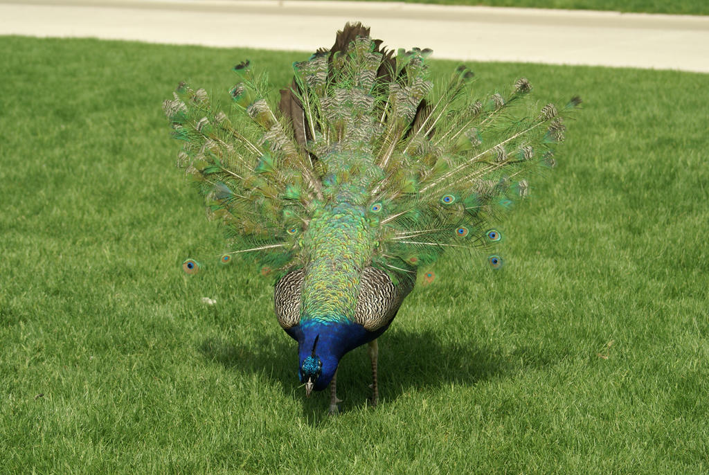 Peacock 011