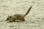 Chipmunk 007 by MonsterBrand-stock