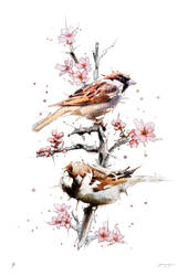 Spring Sparrows