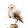 Barn Owl