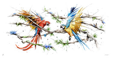 Flying Macaws