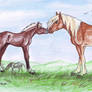 Story of a Snow Mustang