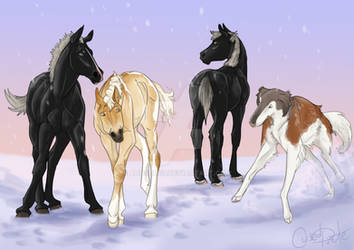 New Year Foals