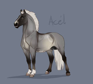 Flash Auction - Acel