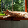 MorningNap