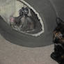 Kitty friends