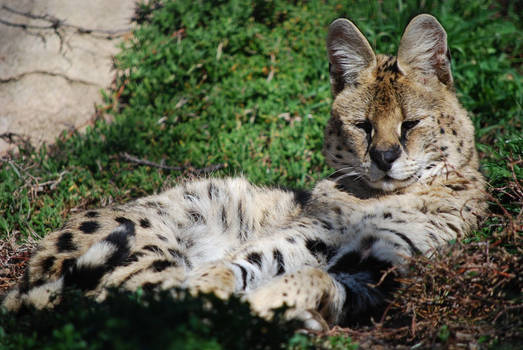 Lazing Serval