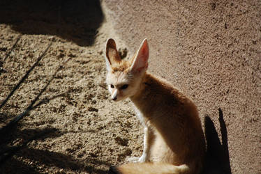 sitting fennec