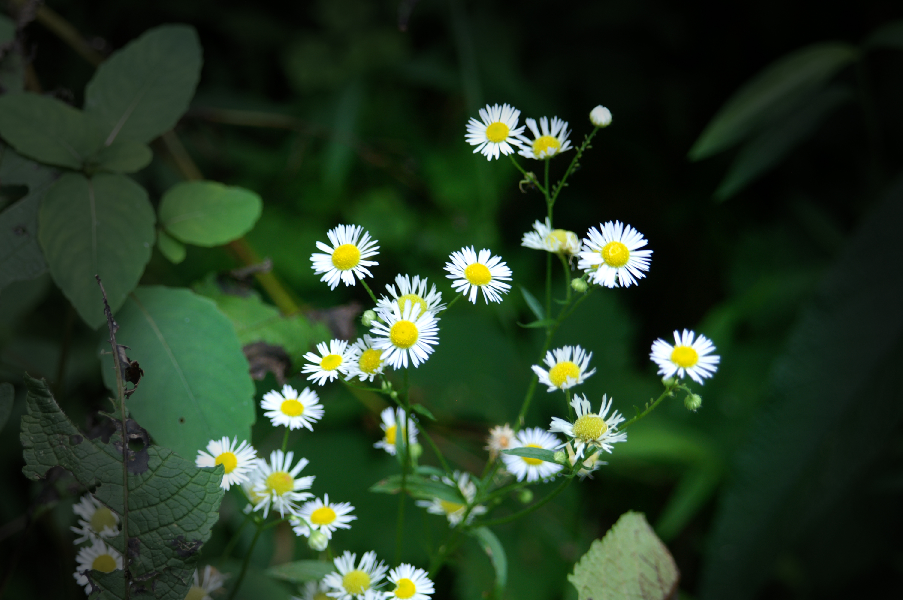 Little flowers