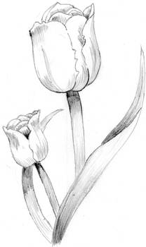 Tulip Version 2