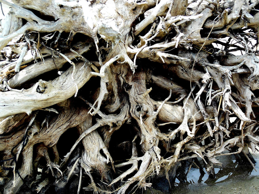 Cool Roots Roots by Fallenalpha01 on DeviantArt