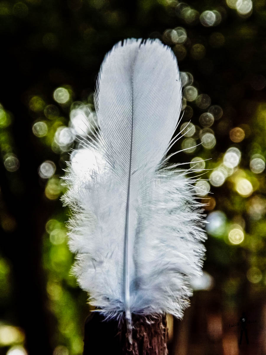 Pigeon Feather