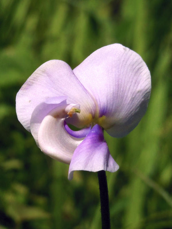 Is Flor De Pito Right For You Find Out Now - p9qywfg