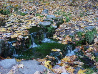 Fall leaves in Yosemite Valley creek