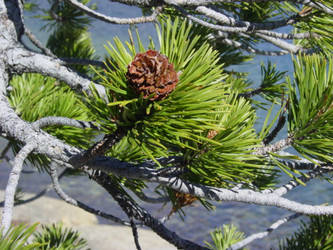 Simple beauty of a pine cone