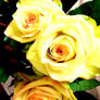 Pretty Greenish Roses