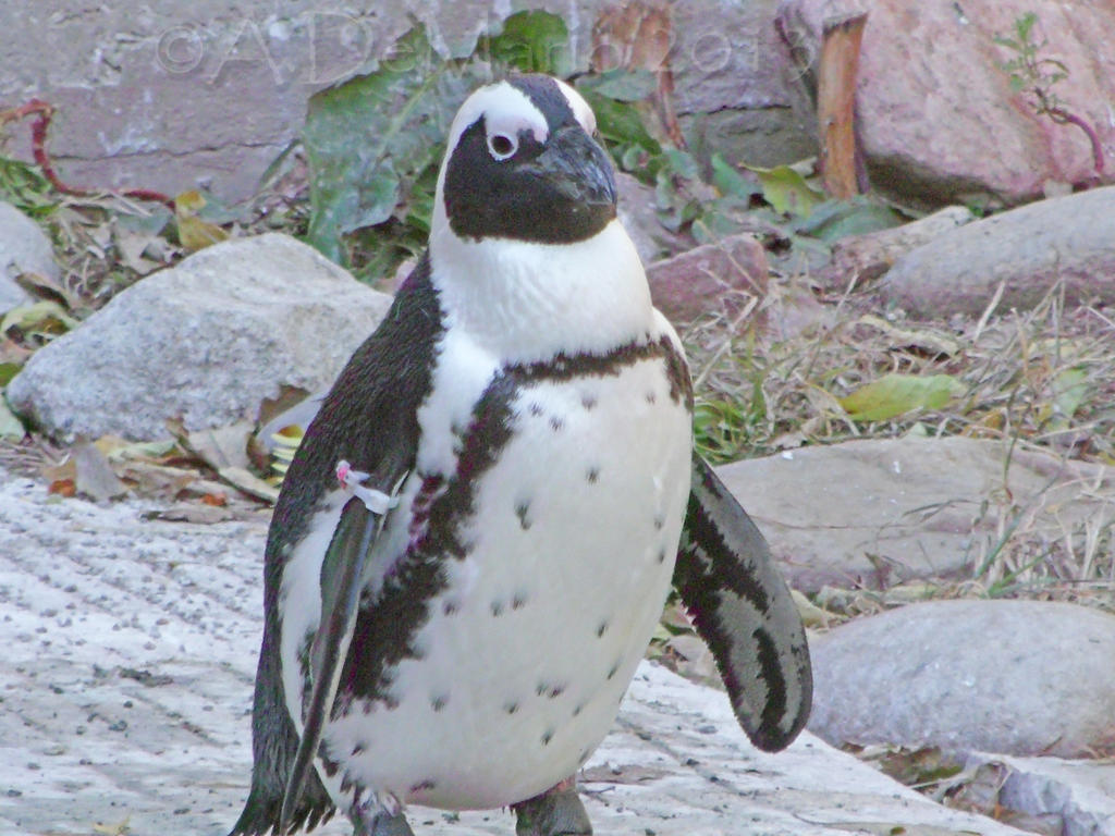 Da Penguin by dreamingshadow18 on DeviantArt