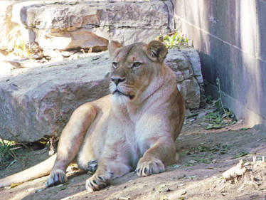 Regal Lioness