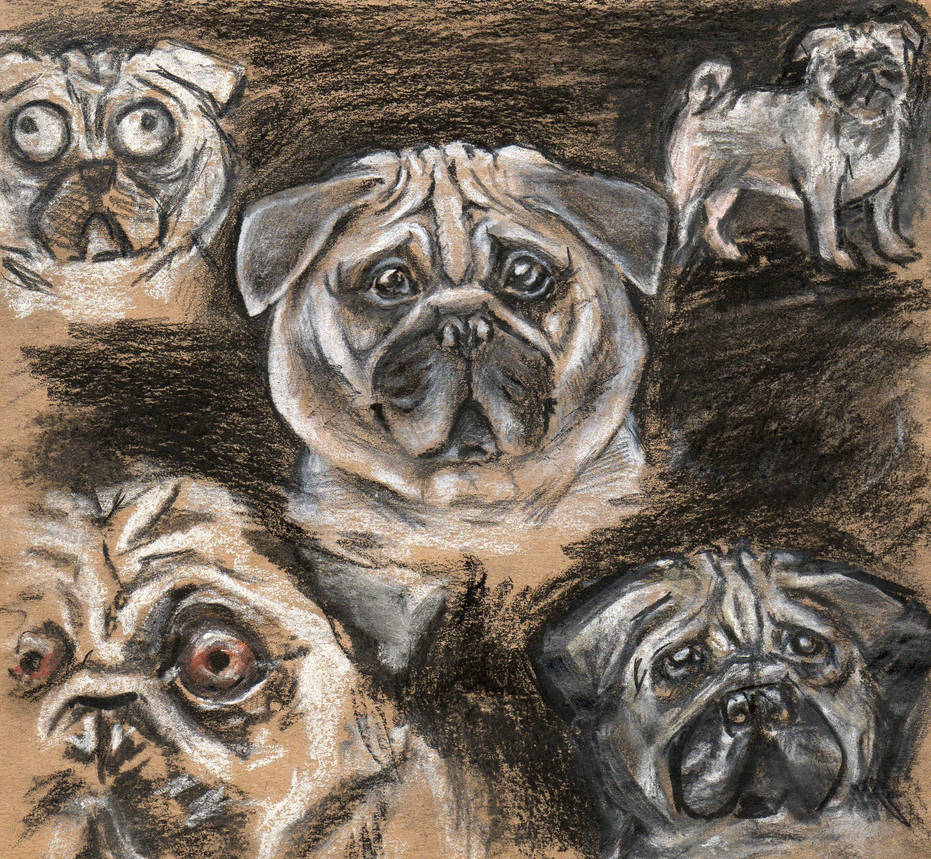 Pug's sketches by harinezu on DeviantArt