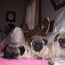 The Pugs