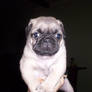 Shushi the Pug