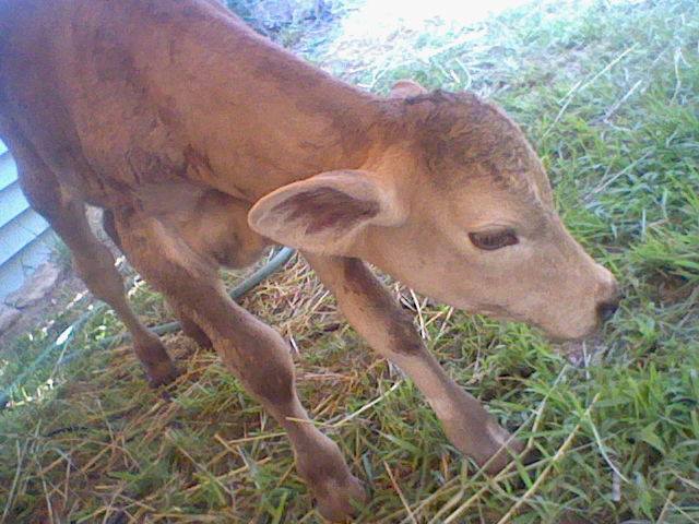 Mocha, My Baby Cow c: by xXNeon-HeartXx