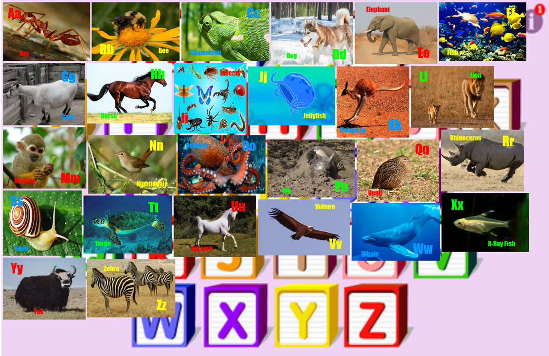 Starfall Animal Alphabet (REUPLOADED) by WillardWalrus on DeviantArt