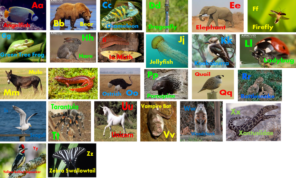 Animal Alphabet HD (Fish the Mouse Media) (Emmett) by WillardWalrus on ...