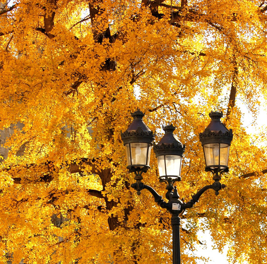 Golden leaves