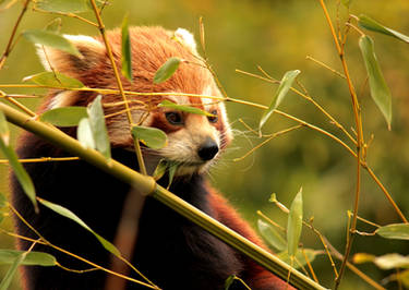 Red Panda