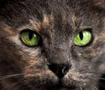 Cat's eyes by Ornicar-photographie