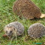 Hedgehog