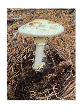 Green button mushroom 2