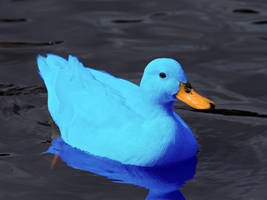 no its a blue duck