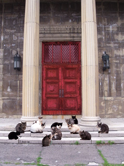 Masonic Cats