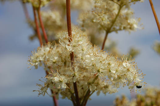 Meadowsweet