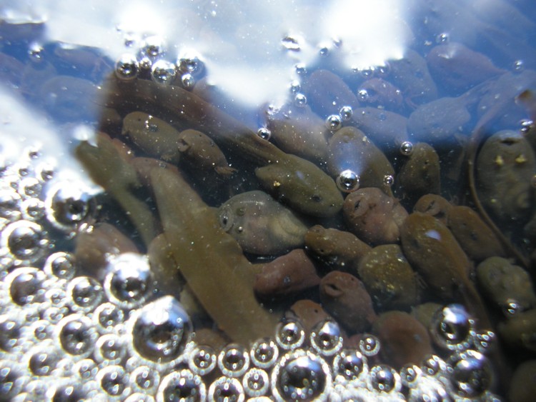 Tadpoles