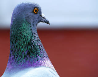 Pigeon GV