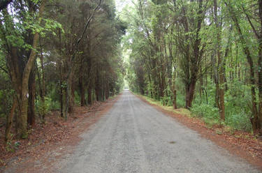 Road Through the Woods