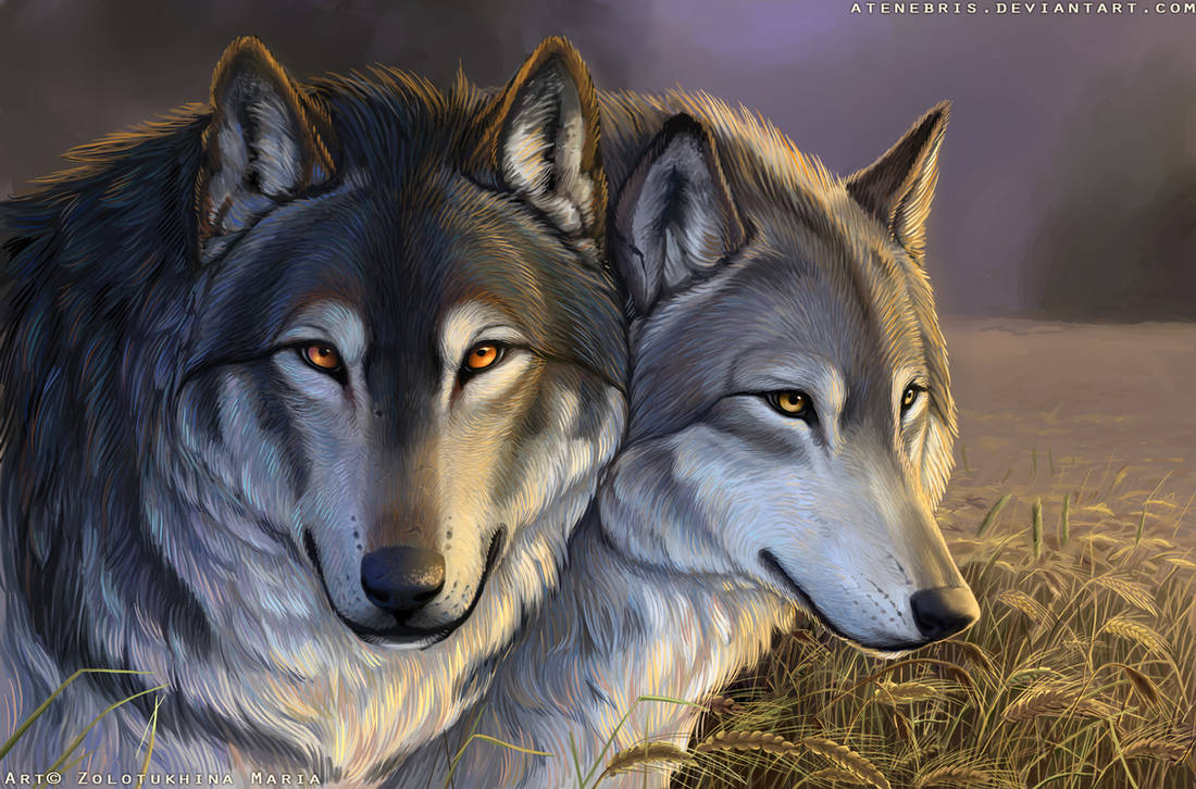 Wolves by Atenebris on DeviantArt