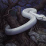 White snake